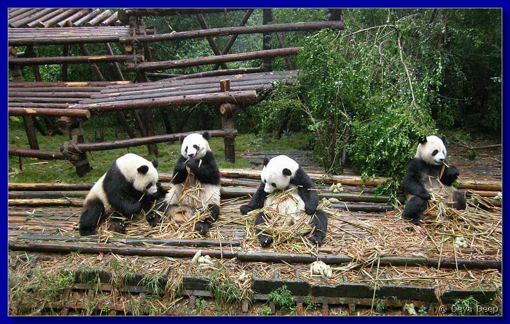 20071008 0839-32 DD 2882 Chengdu Panda's - nature
