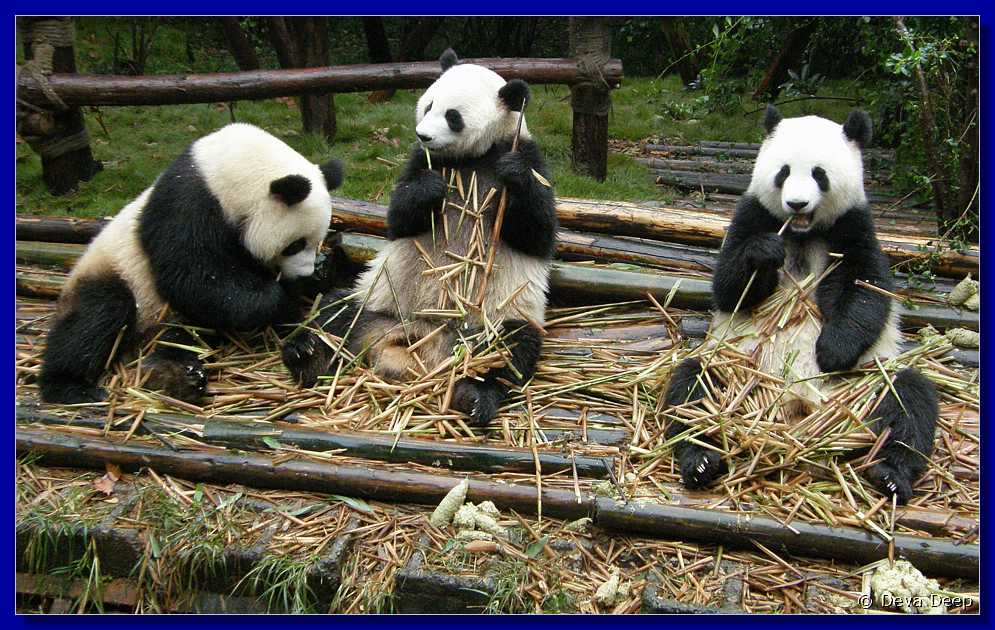 20071008 0839-42 DD 2883 Chengdu Panda's - nature