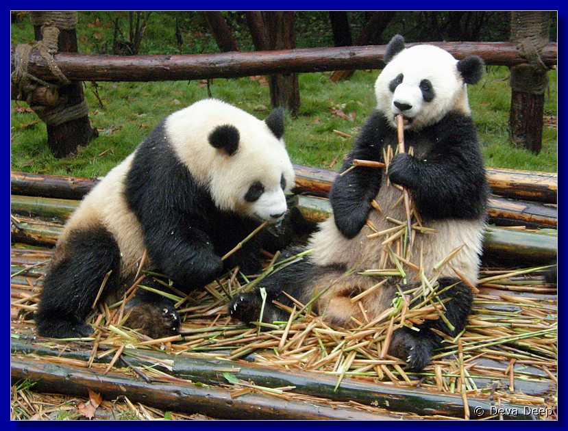20071008 0840-08 DD 2886 Chengdu Panda's - nature-ay