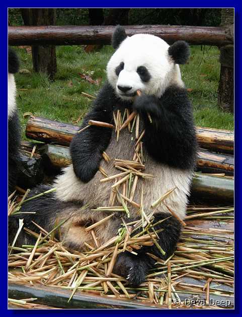 20071008 0840-30 DD 2888 Chengdu Panda's - nature