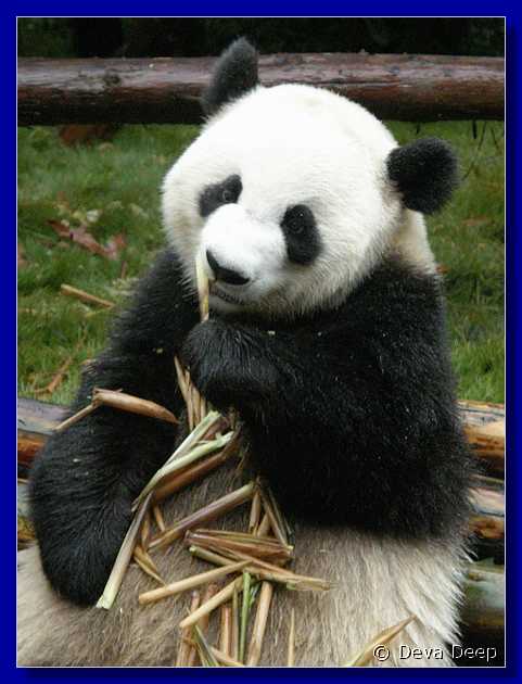 20071008 0840-50 DD 2974 Chengdu Panda's - nature-ns