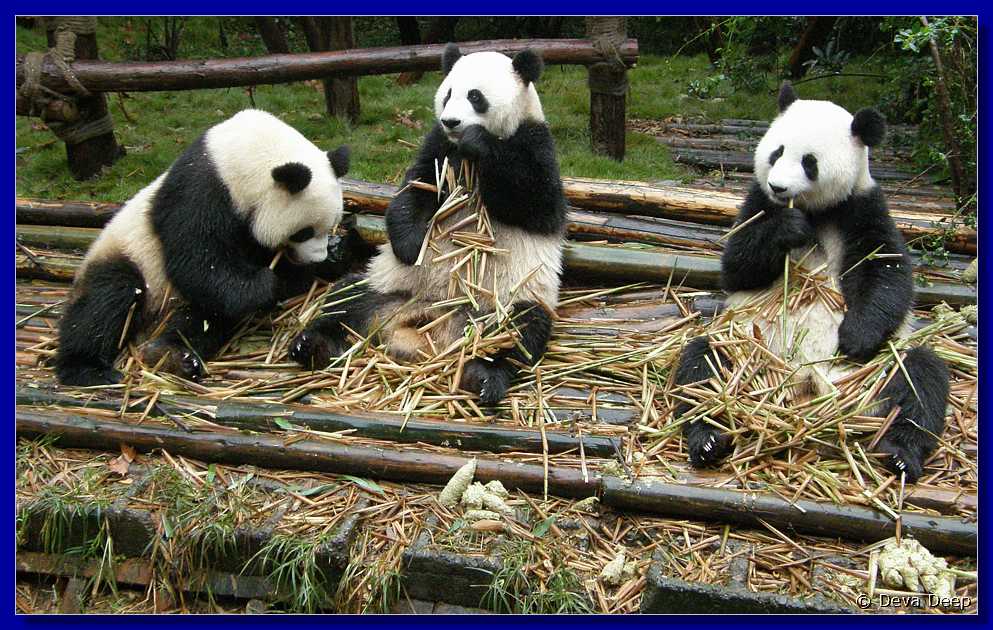 20071008 0841-00 DD 2891 Chengdu Panda's - nature