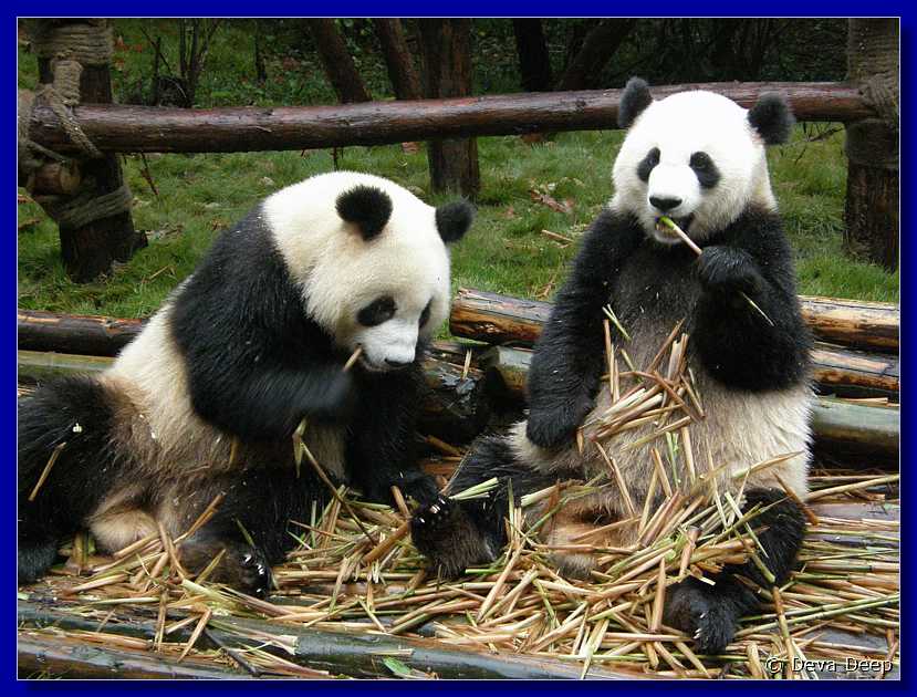 20071008 0841-30 DD 2892 Chengdu Panda's - nature