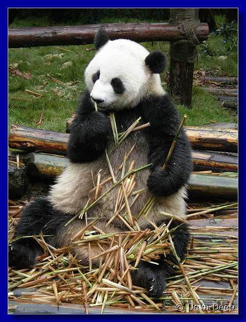 20071008 0842-46 DD 2896 Chengdu Panda's - nature