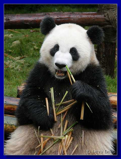 20071008 0843-08 DD 2897 Chengdu Panda's - nature-ay