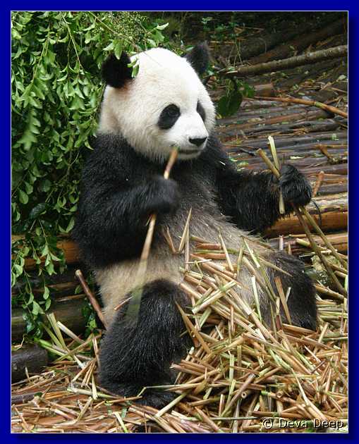 20071008 0844-04 DD 2898 Chengdu Panda's - nature