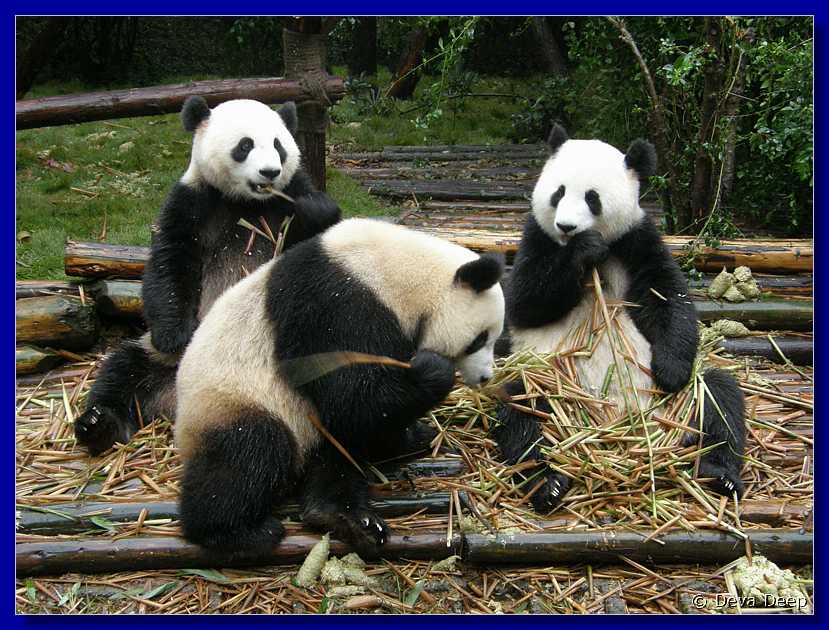 20071008 0844-20 DD 2899 Chengdu Panda's - nature