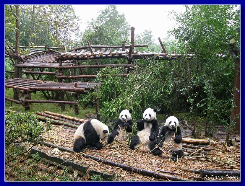 20071008 0856-38 DD 2913 Chengdu Panda's - nature