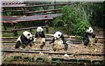 20071008 0839-32 DD 2882 Chengdu Panda's - nature.JPG