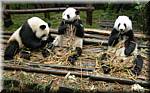20071008 0839-42 DD 2883 Chengdu Panda's - nature.JPG