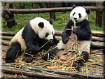 20071008 0840-08 DD 2886 Chengdu Panda's - nature-ay.jpg