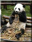 20071008 0840-30 DD 2888 Chengdu Panda's - nature.JPG