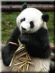20071008 0840-50 DD 2974 Chengdu Panda's - nature-ns.jpg