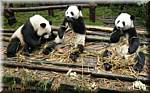 20071008 0841-00 DD 2891 Chengdu Panda's - nature.JPG