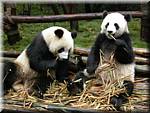 20071008 0841-30 DD 2892 Chengdu Panda's - nature.JPG