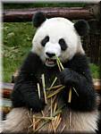 20071008 0843-08 DD 2897 Chengdu Panda's - nature-ay.jpg
