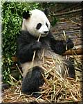 20071008 0844-04 DD 2898 Chengdu Panda's - nature.JPG