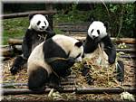 20071008 0844-20 DD 2899 Chengdu Panda's - nature.JPG