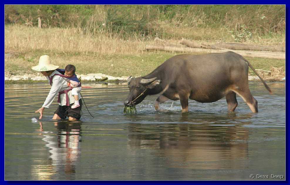 20071021 1454-46 DD 4875 Yangshuo Bamboo rafting Li river Woman-buffalo-ns
