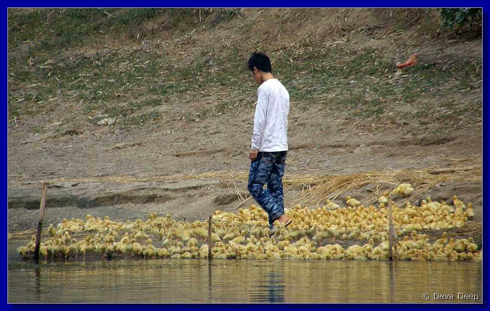 20071022 1710-04 DD 5258 Yangshuo Li river bamboo raft downstream-right Ducks-if-ns