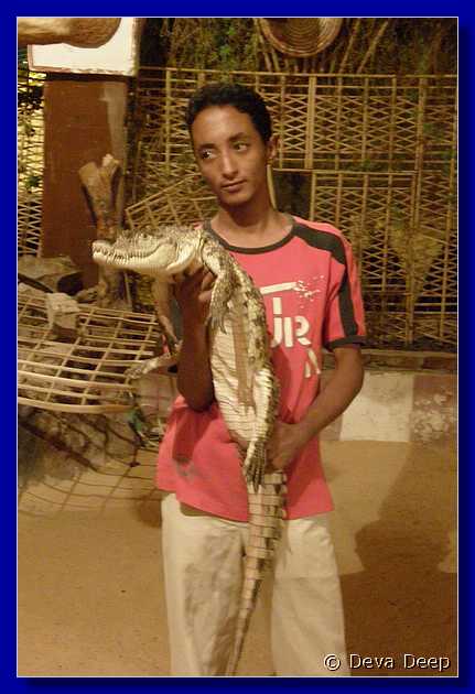 A48 Aswan Nubian village lizard