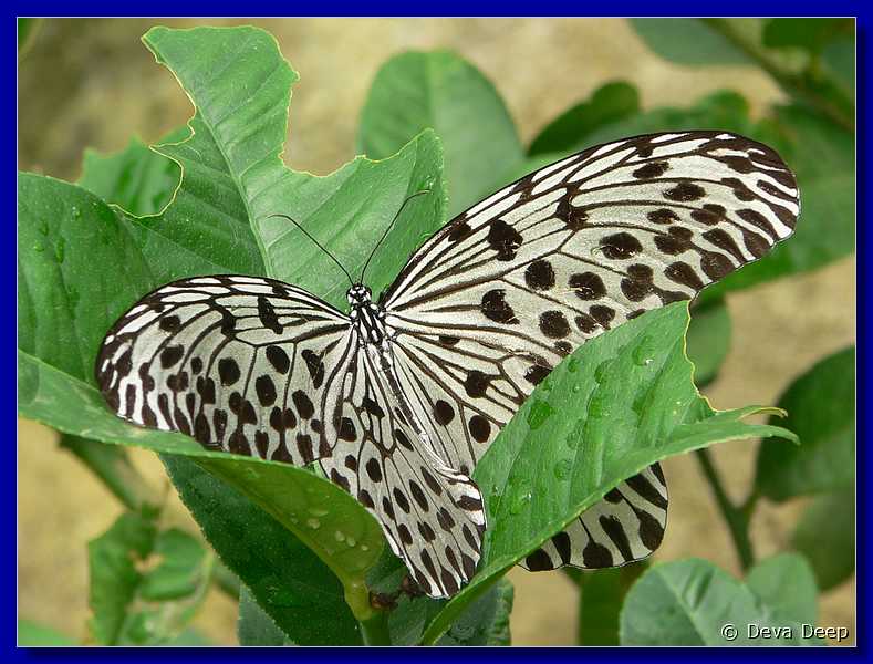 Malaysia Cameron Highlands Buitterfly garden Butterflies-22