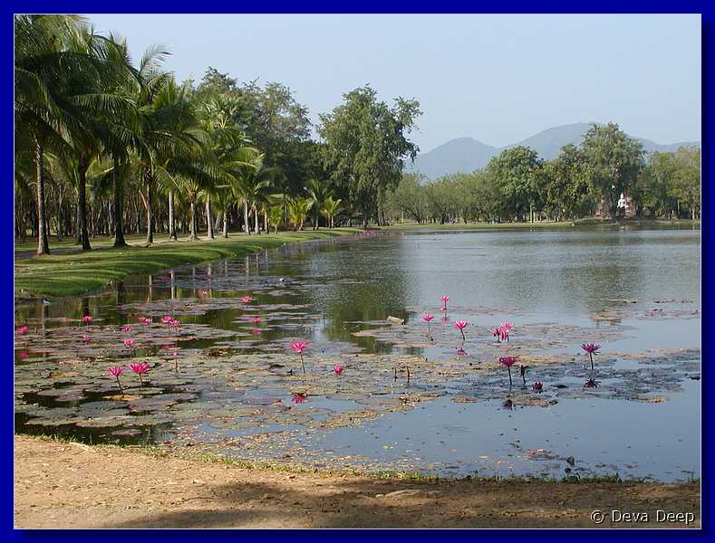 Thailand Sukhothai Ponds Lotus 4240