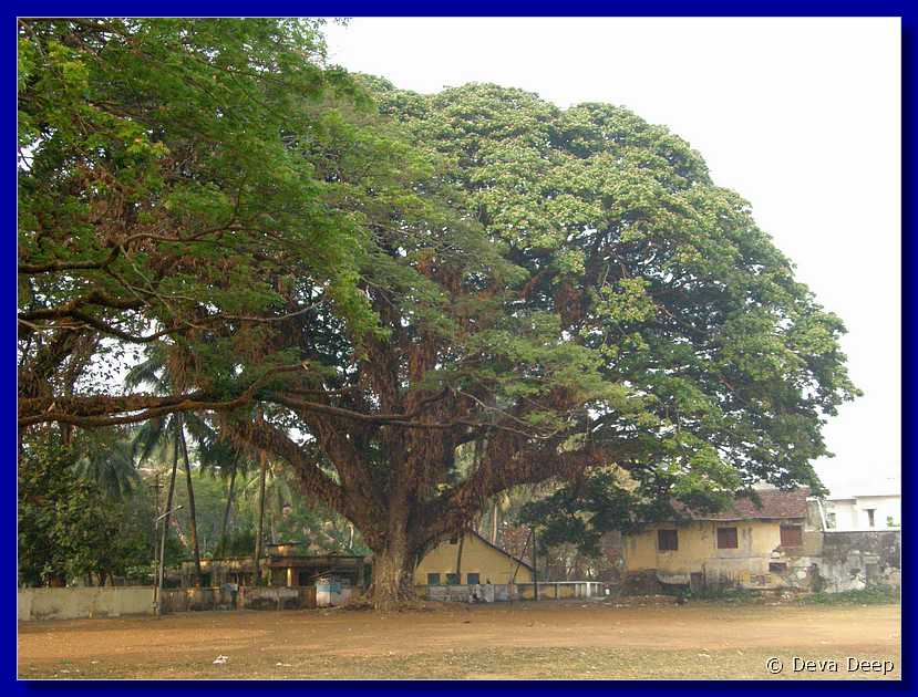 F17 Fort Cochin Large tree-iv