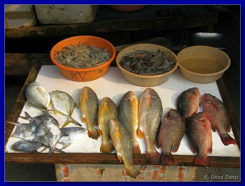 F27 Fort Cochin Fish