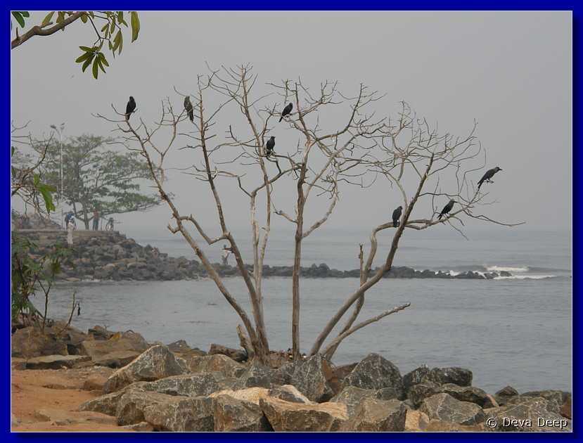 F39 Fort Cochin Crows in tree