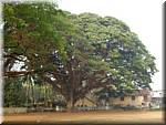 F17 Fort Cochin Large tree-iv.jpg