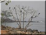 F39 Fort Cochin Crows in tree.JPG