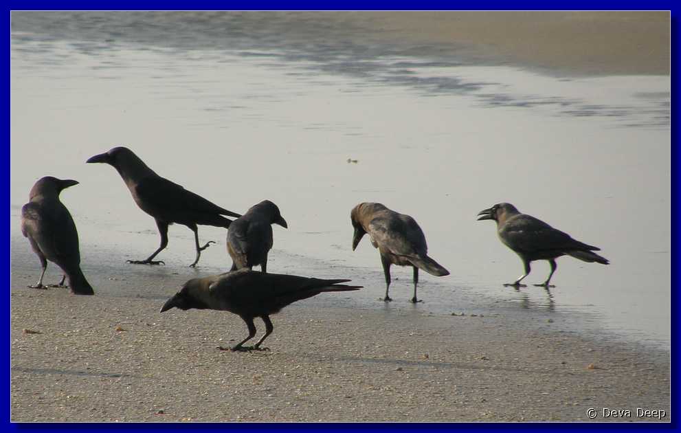 G32 Goa Benaulim Beach crows 14