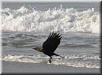 G31 Goa Benaulim Beach crow 13.JPG