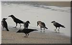 G32 Goa Benaulim Beach crows 14.JPG