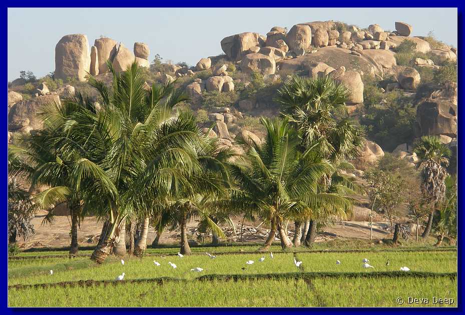 H181 Hampi Other side river rice paddies - people 250