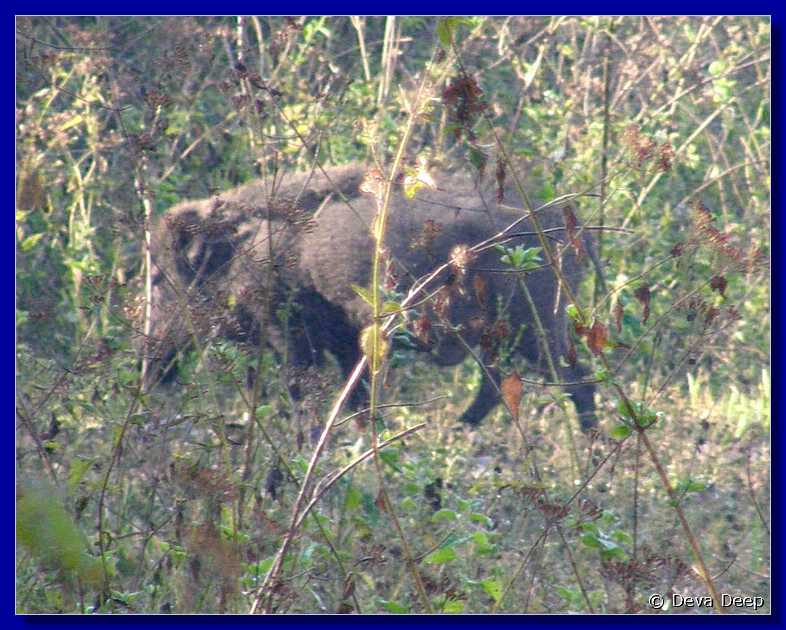 K11 Periyar NP Nature walk wild boar-cex