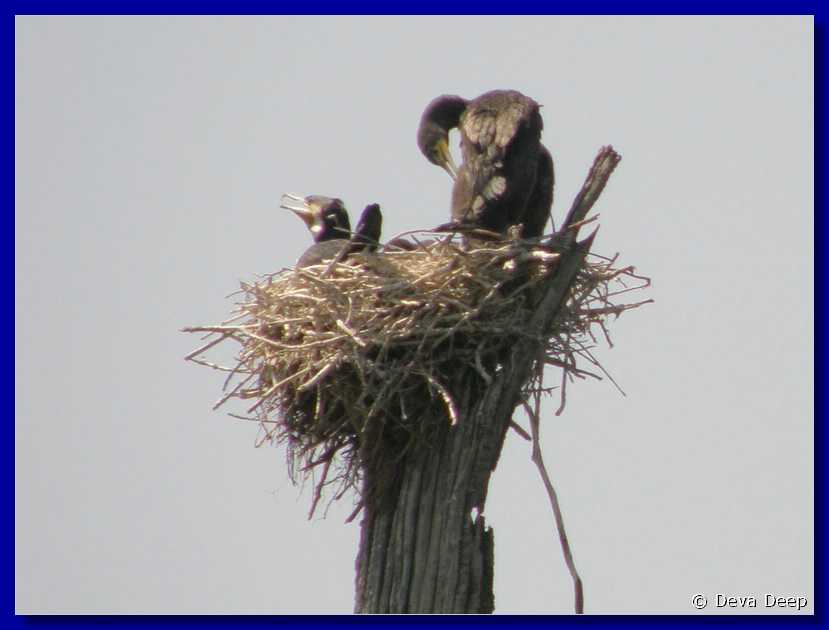 K18 Periyar NP Boattrip Birds nest