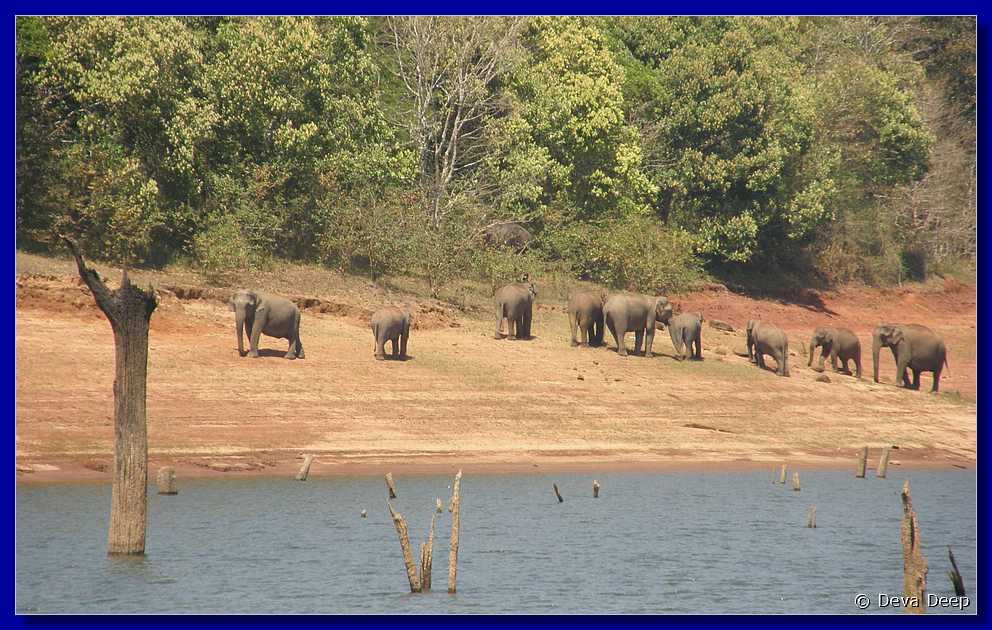 K20 Periyar NP Boattrip Elephants