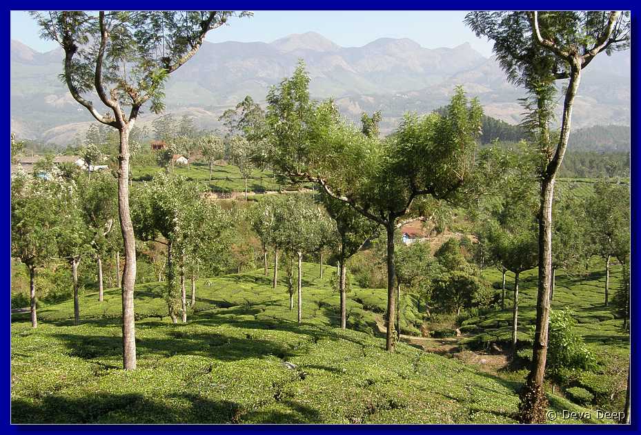 K58 To Munnar Landscapes - Mountains - Teaplantages
