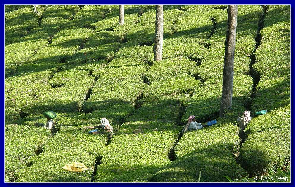 K59 To Munnar Landscapes - Mountains - Teaplantages