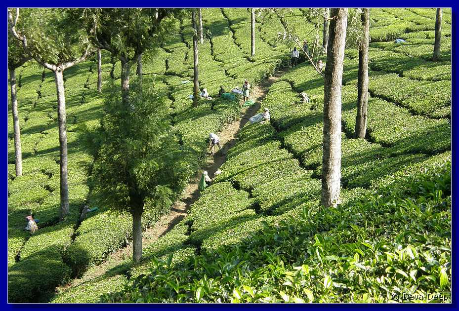 K61 To Munnar Landscapes - Mountains - Teaplantages