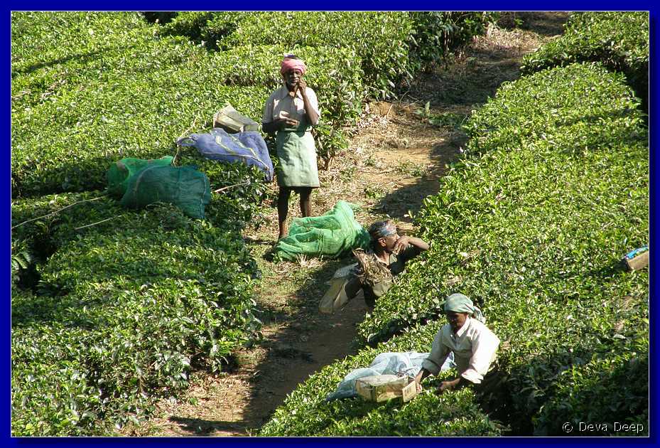 K62 To Munnar Landscapes - Mountains - Teaplantages