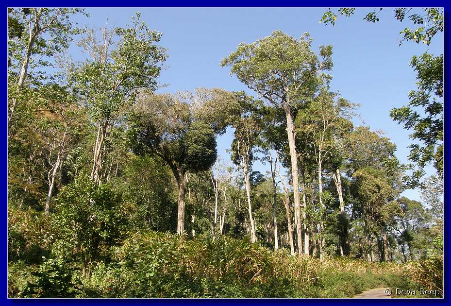 K64 To Munnar Landscapes - Mountains - Teaplantages