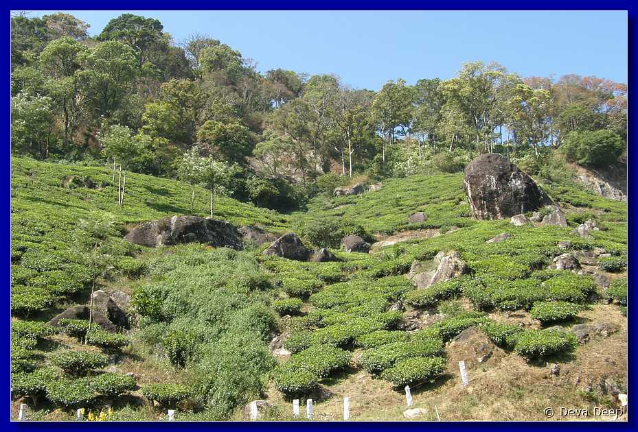 K67 To Munnar Landscapes - Mountains - Teaplantages