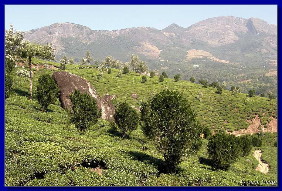 K68 To Munnar Landscapes - Mountains - Teaplantages