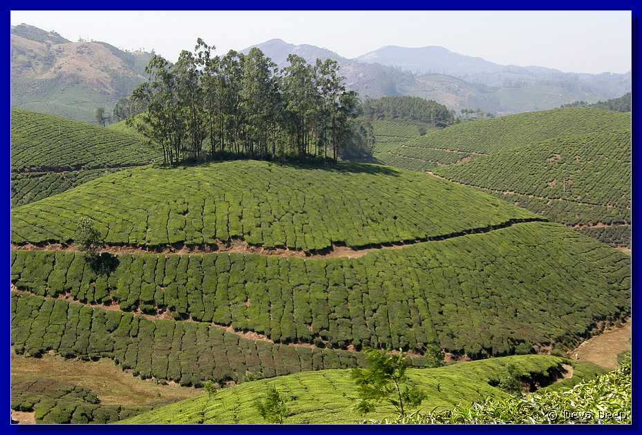 K71 To Munnar Landscapes - Mountains - Teaplantages