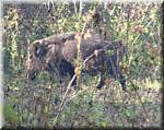 K11 Periyar NP Nature walk wild boar-cex.jpg