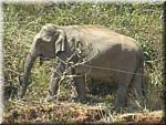 K14 Periyar NP Boattrip Elephants.JPG