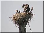 K18 Periyar NP Boattrip Birds nest.jpg
